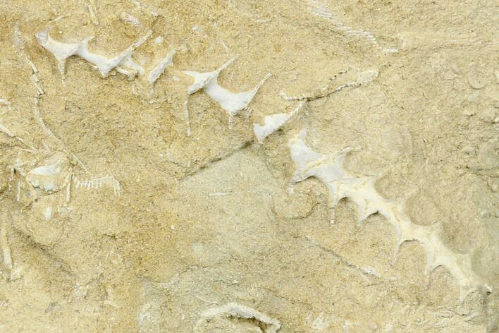 Archimedes Screw Bryozoan Fossil - Alabama #178219